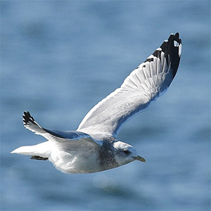 Mew Gull